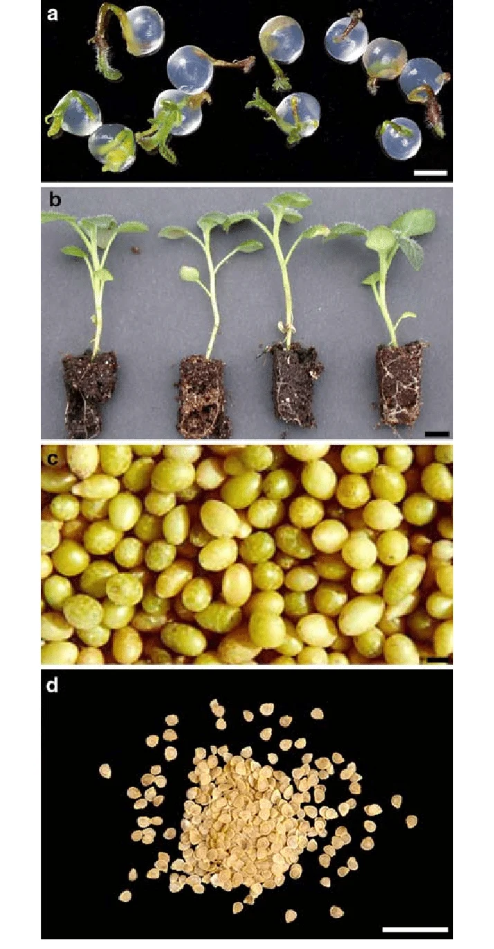 Uniform Seed Potato Tubers