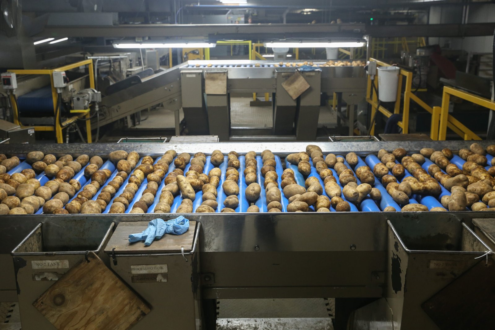 Processing Potatoes