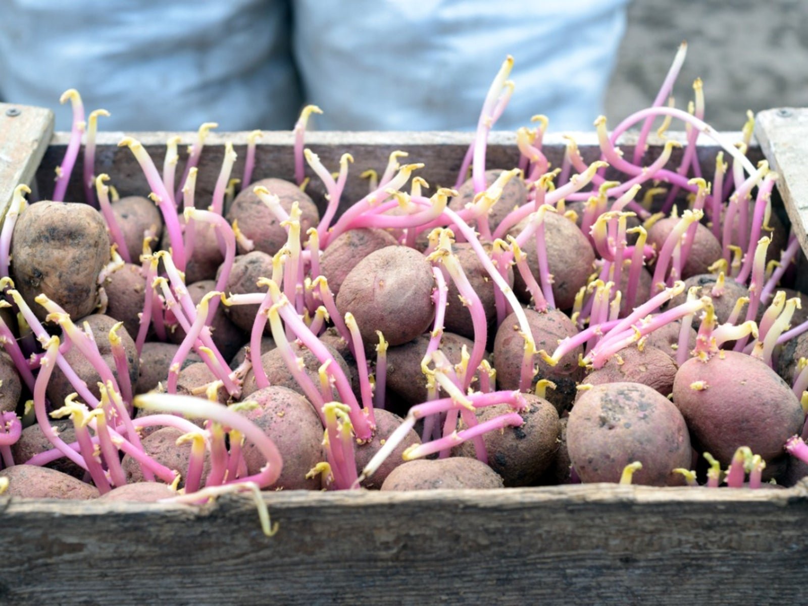 Commercial Potatoes