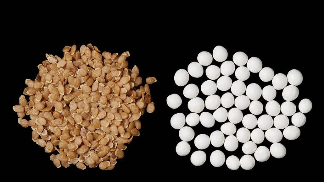 Seed Potatoes