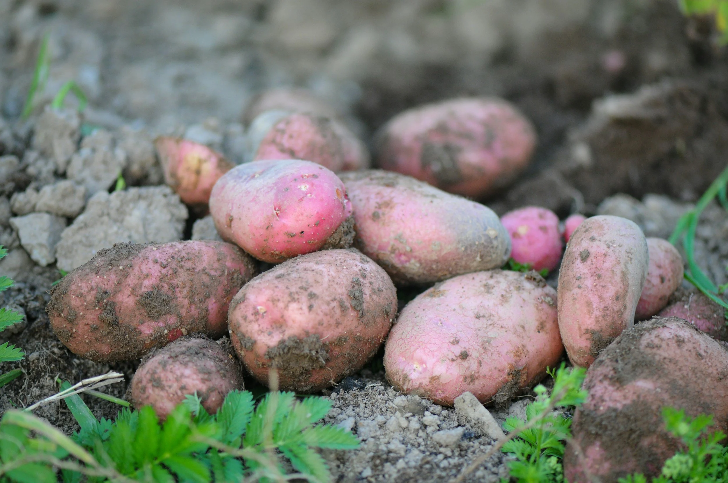 Potatoes